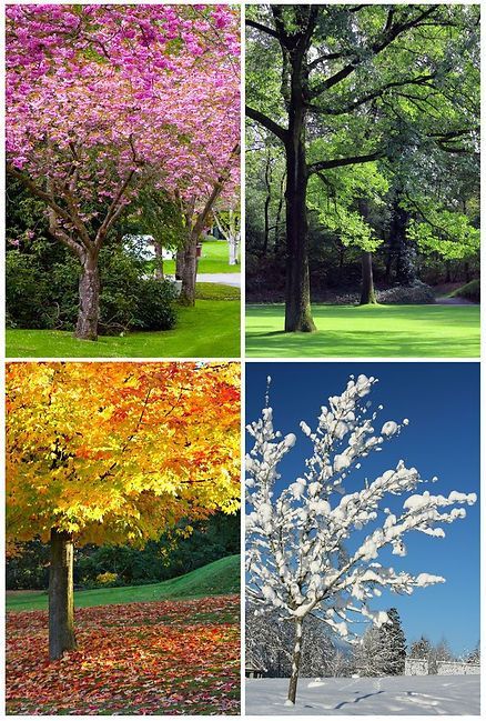 Four seasonal tree scenes: spring blossoms, green summer, autumn leaves, and snowy winter.