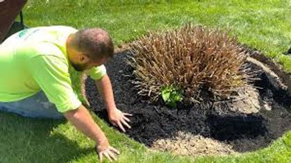 Man kneeling on lawn examining a dead brown shrub in a mulch bed