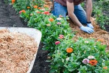 Person planting flowers in a garden bed beside a pile of mulch, with a wheelbarrow nearby