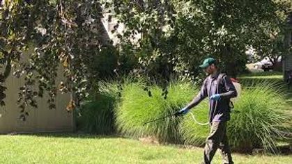 Person using a hose to water grass beside a large tree and tall ornamental plants in a sunny yard