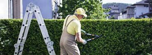 Person using a hedge trimmer beside a ladder, trimming a green hedge in a yard.