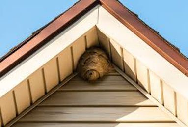 Wasp nest under the peak of a house gable with beige siding and brown trim