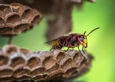 Close-up of a yellow-and-black wasp on a honeycomb nest against a blurred green background