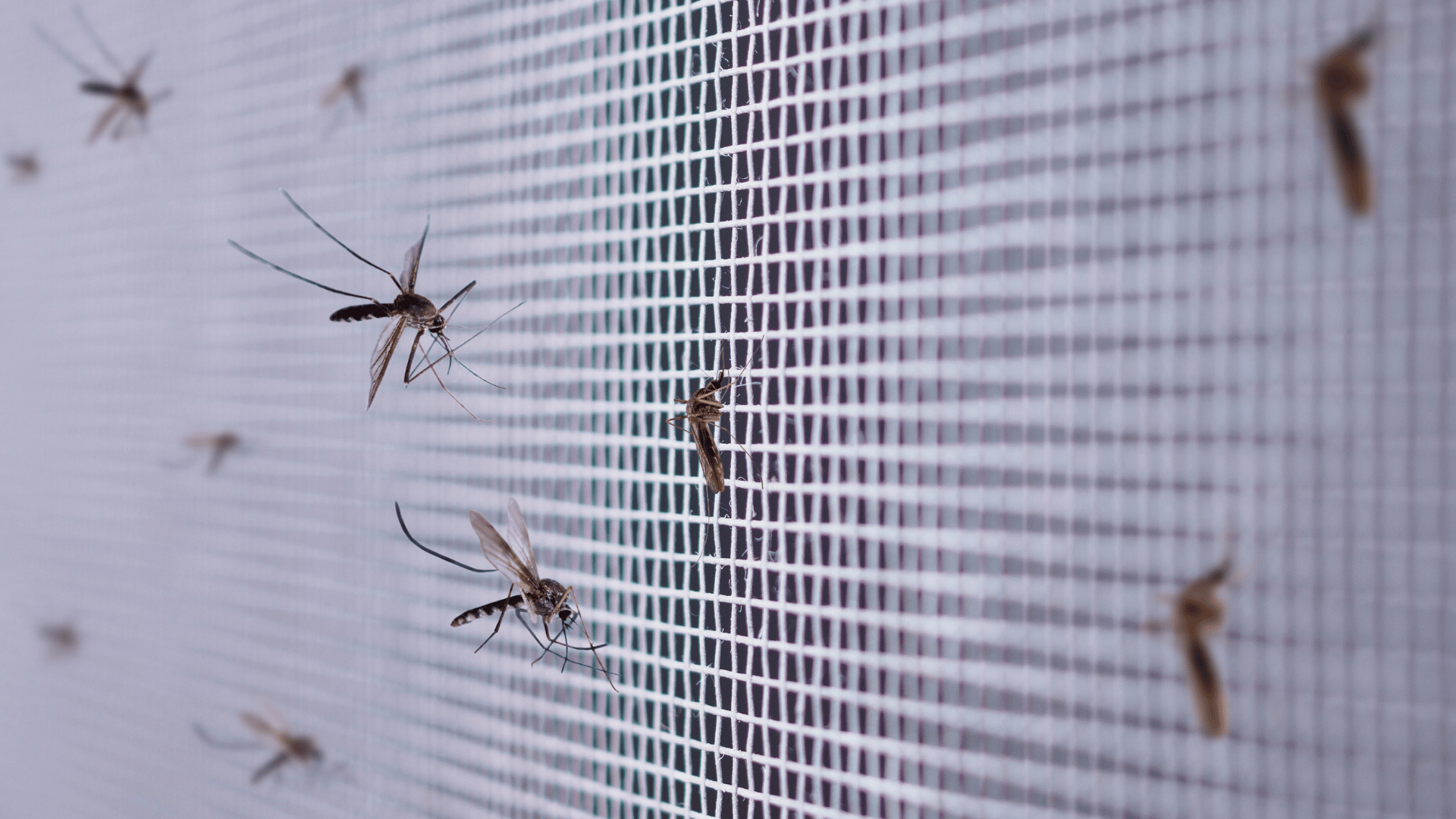Mosquitoes resting on a white window screen, seen in close-up.