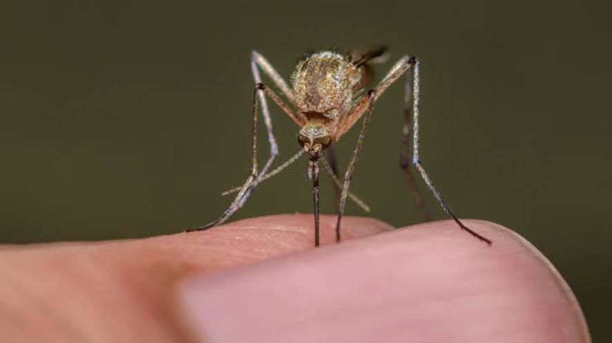Mosquito perched on a fingertip, close-up with blurred brown background