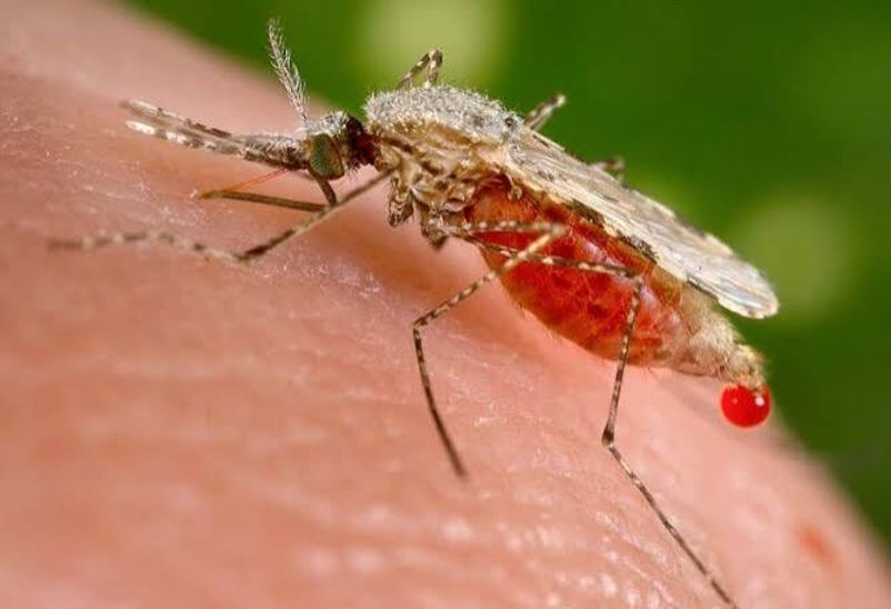 Mosquito feeding on human skin, with a red droplet visible on its abdomen.
