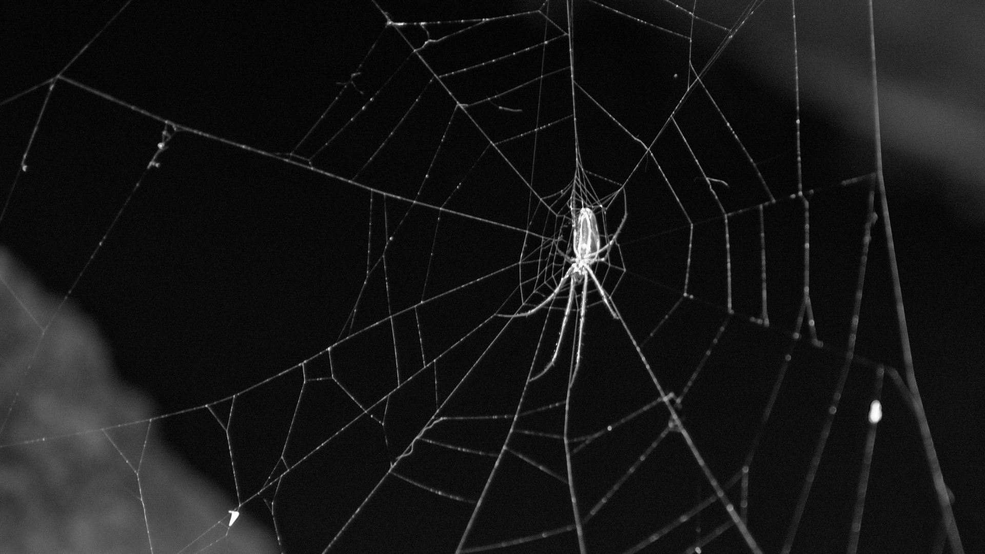 Spider on a web against a dark background