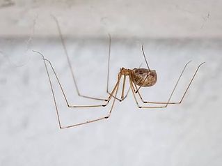 Close-up of a brown spider with long legs on a white wall