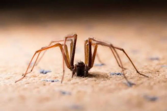 Small brown spider on a sandy surface, shown close-up with long legs spread outward