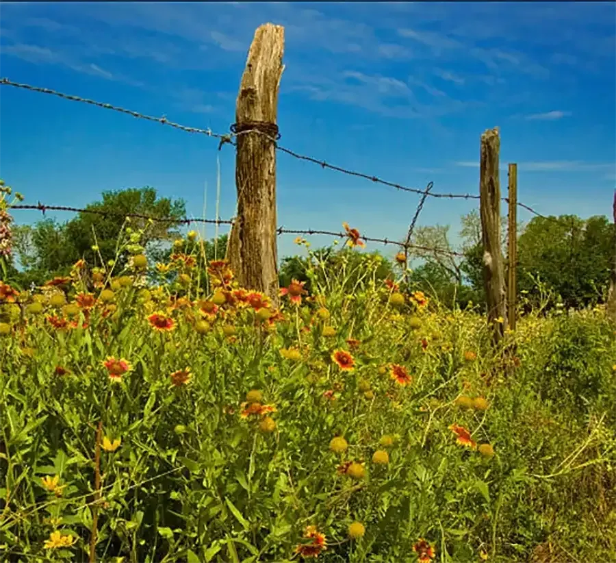 Wildflowers in a sunny field beside weathered wooden fence posts under a blue sky