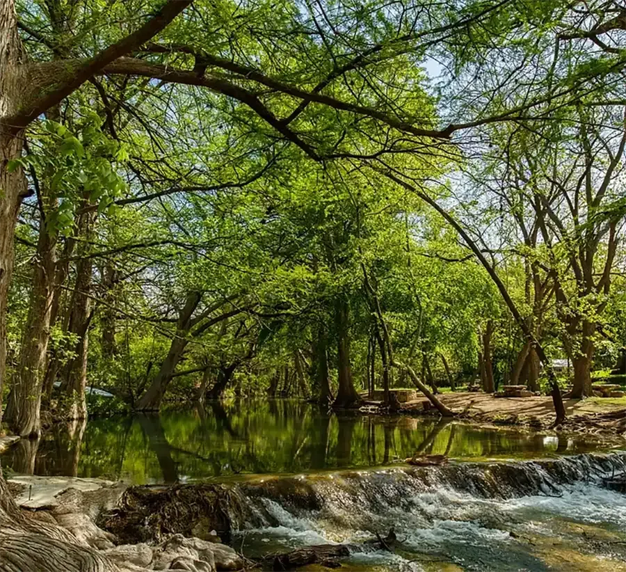 Forest stream with a small waterfall flowing beneath green trees