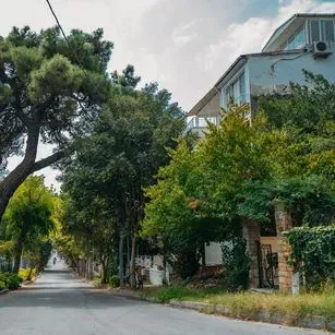 Tree-lined residential street with a large leaning tree arching over the road