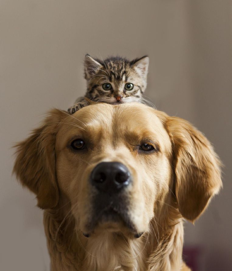 prodotti veterinari Antica Farmacia di Brera