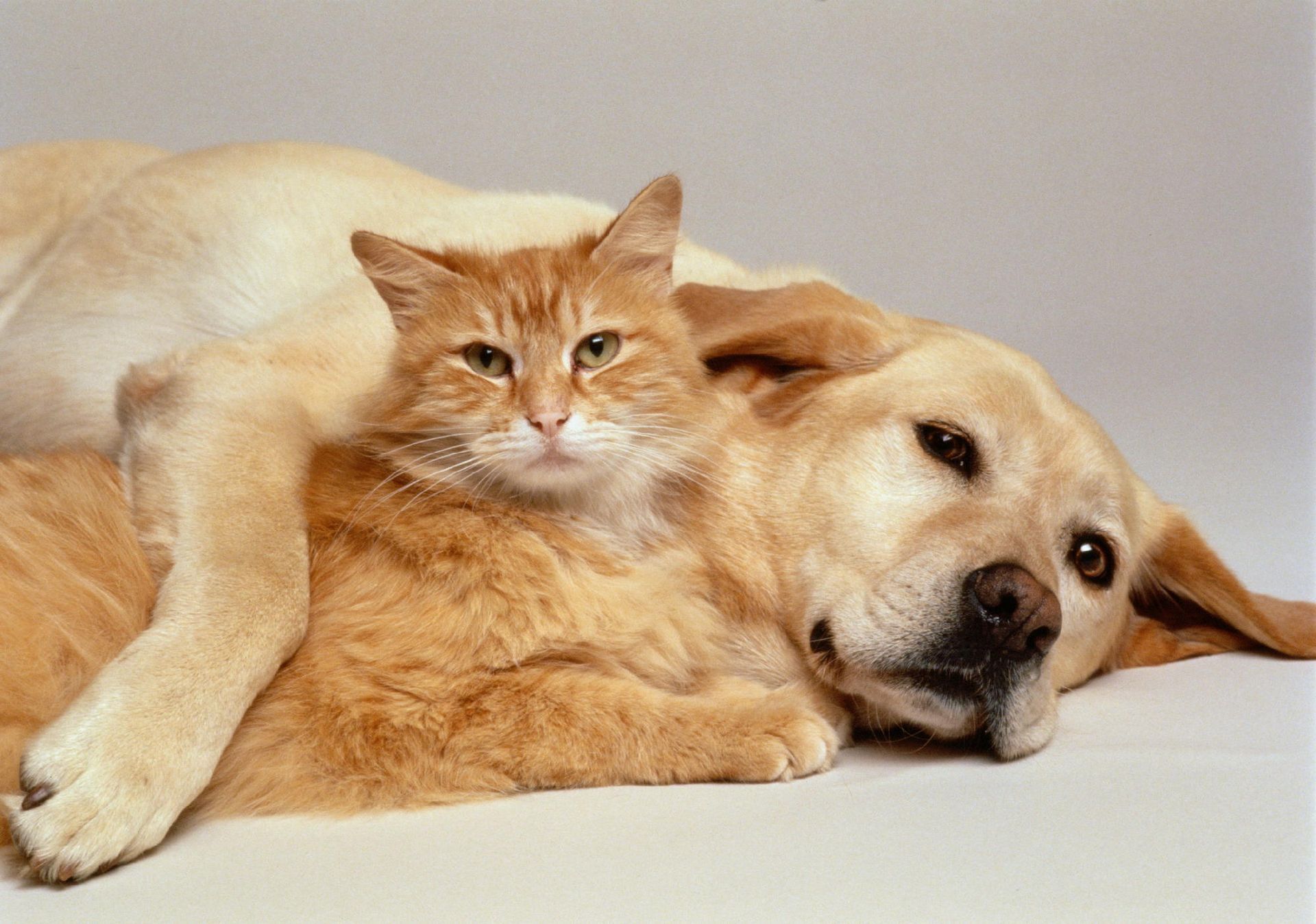 articoli per cani e gatti Farmacia Milano