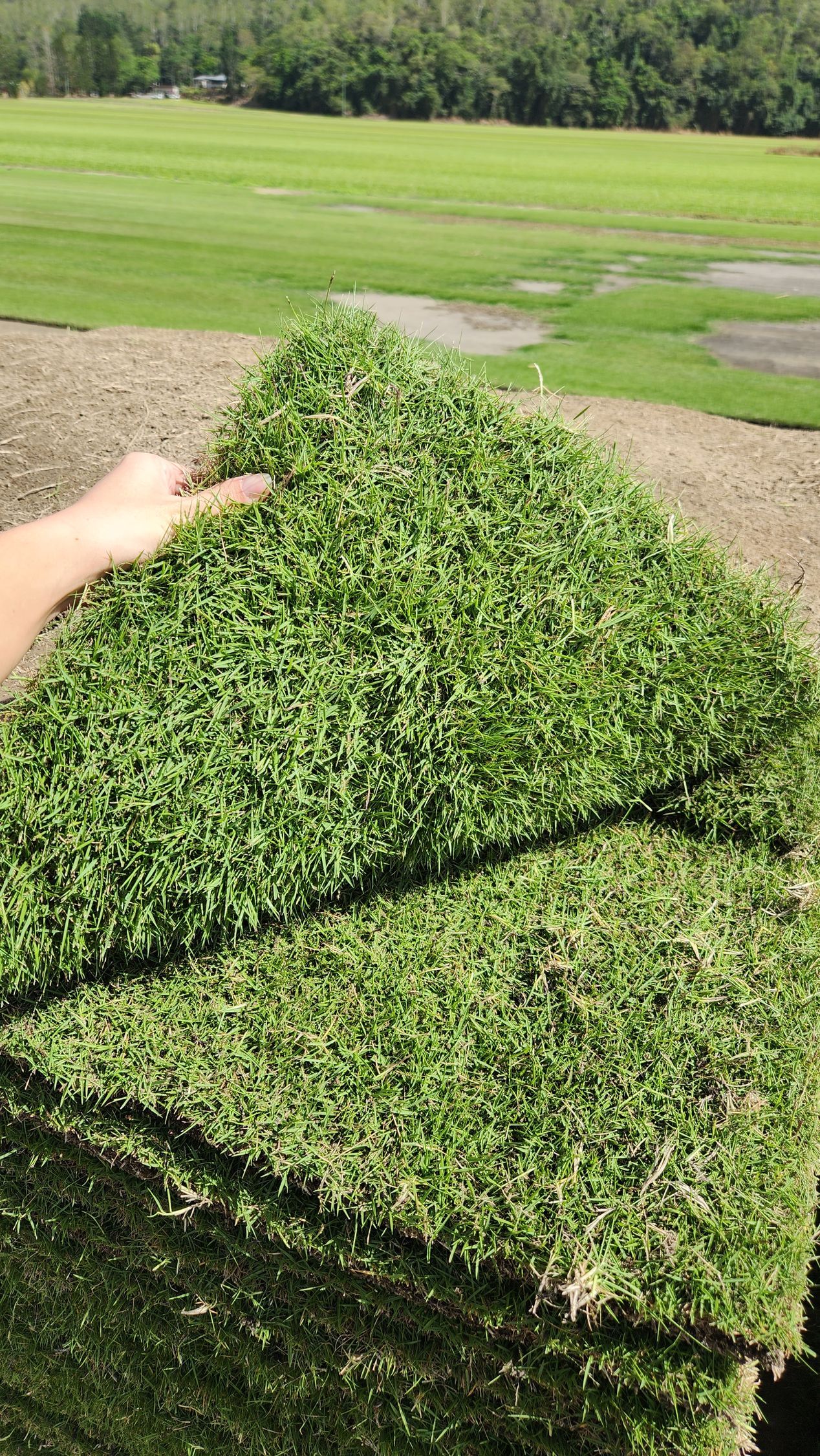 lawn-gallery