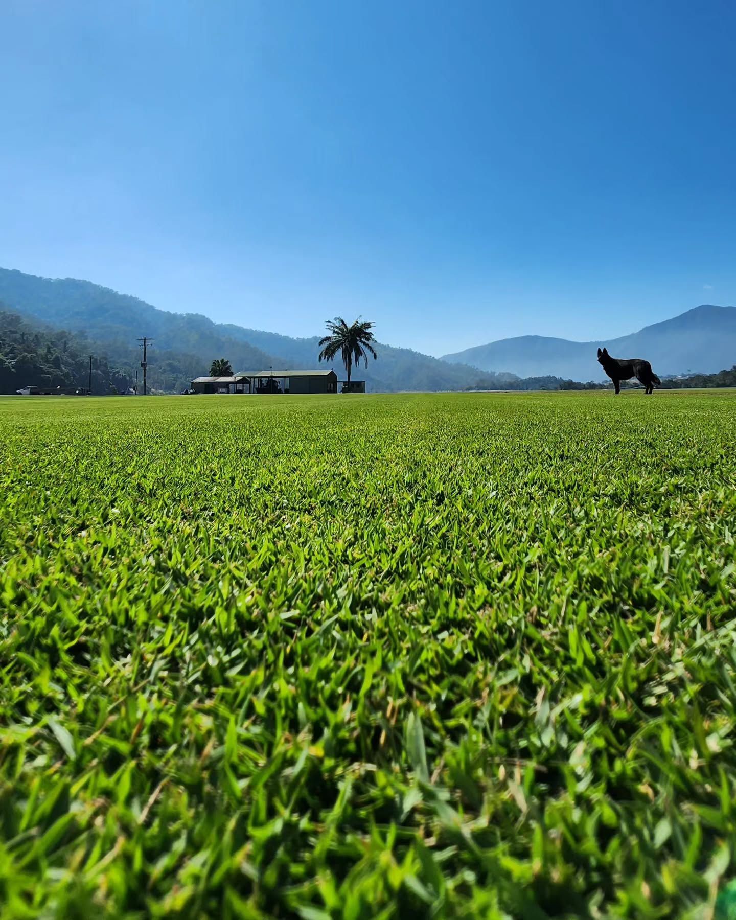 quality-turf