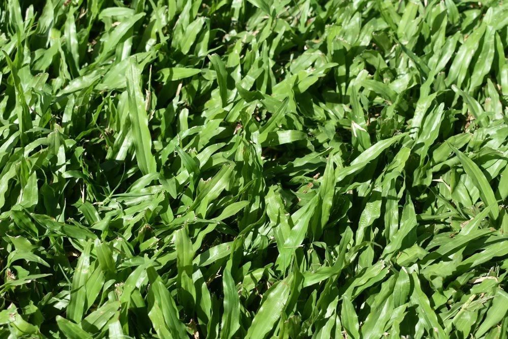 Empire Zoysia — Tropical Lawns Pty Ltd In Little Mulgrave QLD