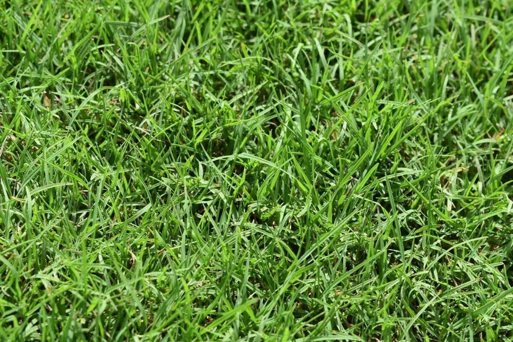 Greenless Park Couch — Tropical Lawns Pty Ltd In Little Mulgrave QLD
