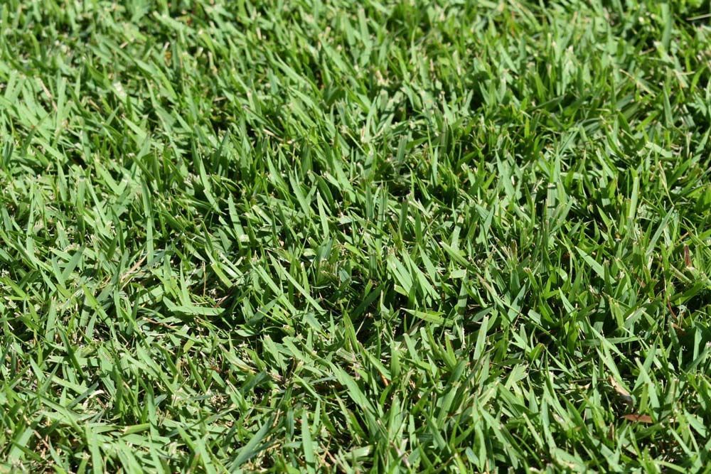 Nara Native Zoysia — Tropical Lawns Pty Ltd In Little Mulgrave QLD