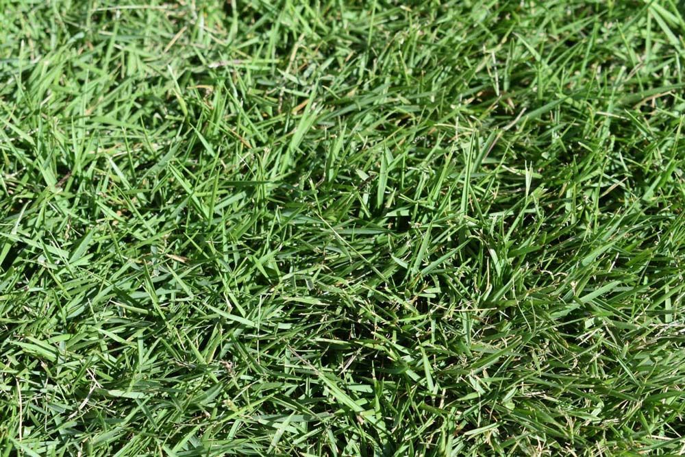 Shadetuff Grass — Tropical Lawns Pty Ltd In Little Mulgrave QLD