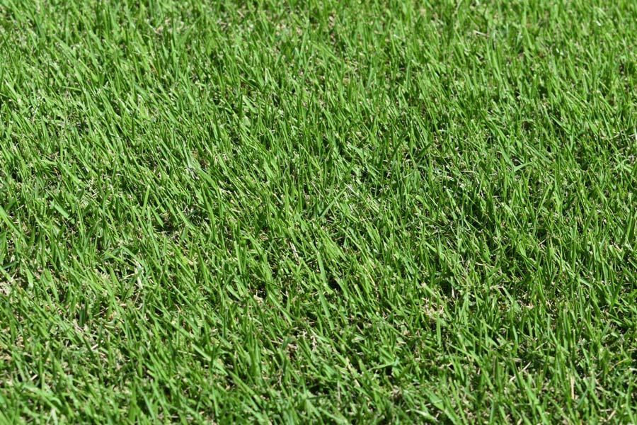 Turf-Varieties