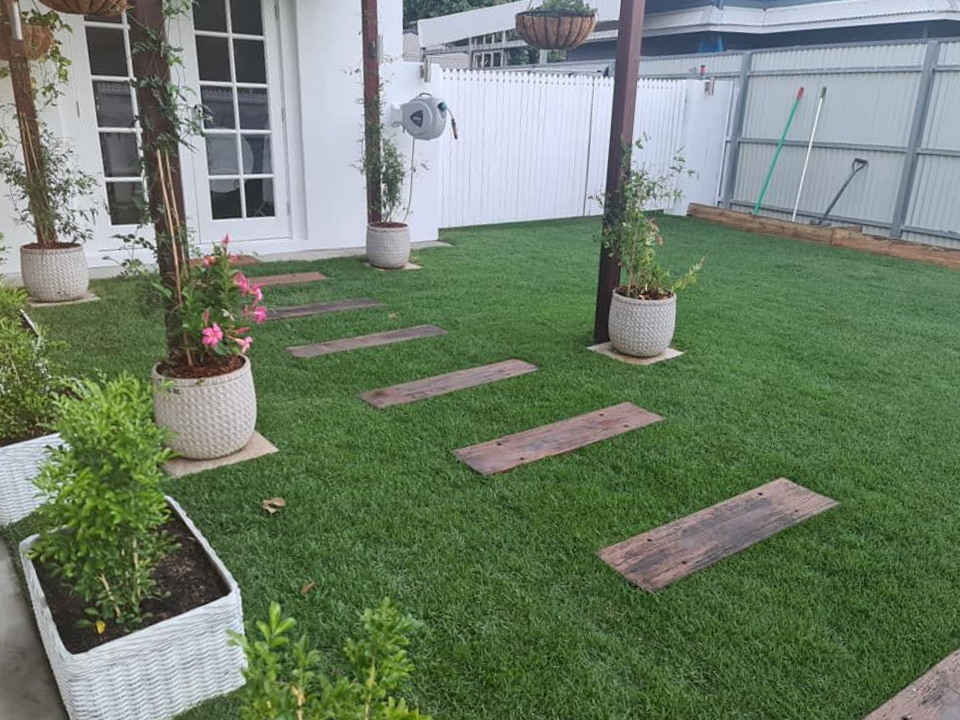 Zoysia-grasses