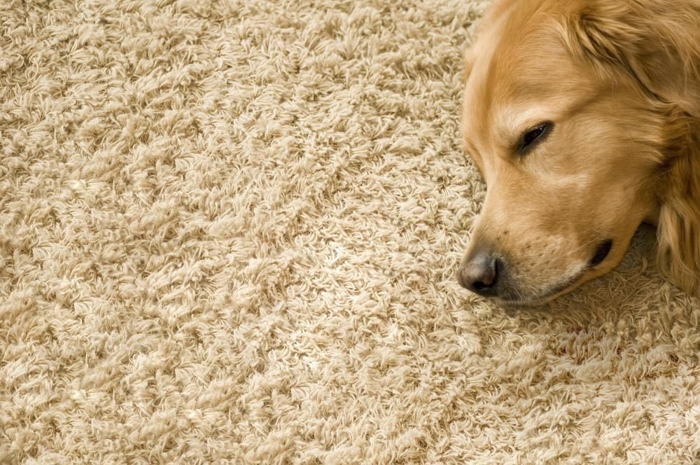 Golden Retriever resting on beige carpet.