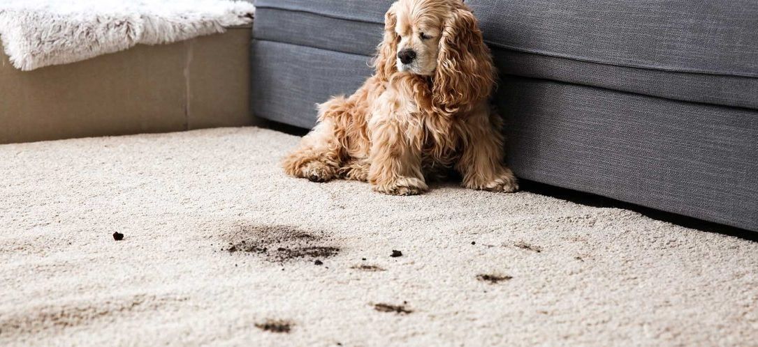 Dog sitting on a carpet with dark spots near a sofa.