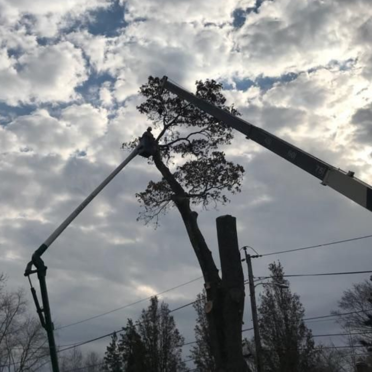 Young Plants — Tree Services in Warren, Rhode Island Young Plants — Tree Services in Warren, Rhode Island