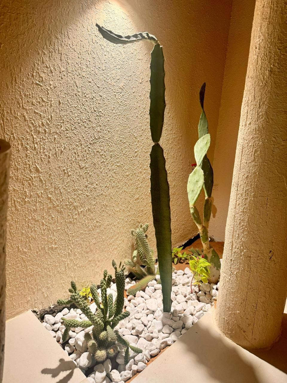 Cactus garden in a recessed alcove with white gravel and textured beige walls.