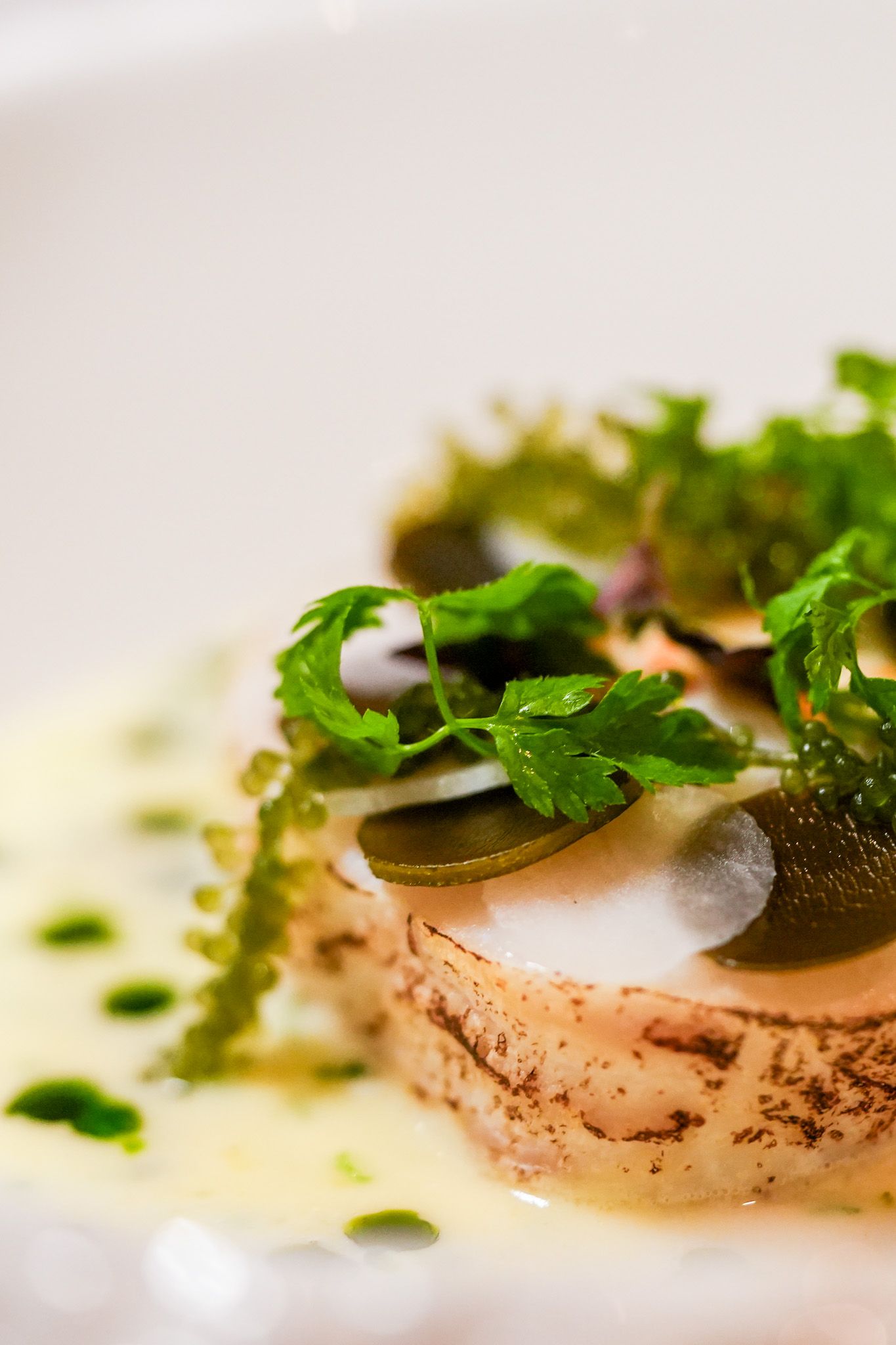 Nahaufnahme eines angerichteten Gerichts. Gebratener, rechteckiger Fisch liegt in einer cremigen Sauce, garniert mit grünen Kräutern, Zwiebeln und Algen.