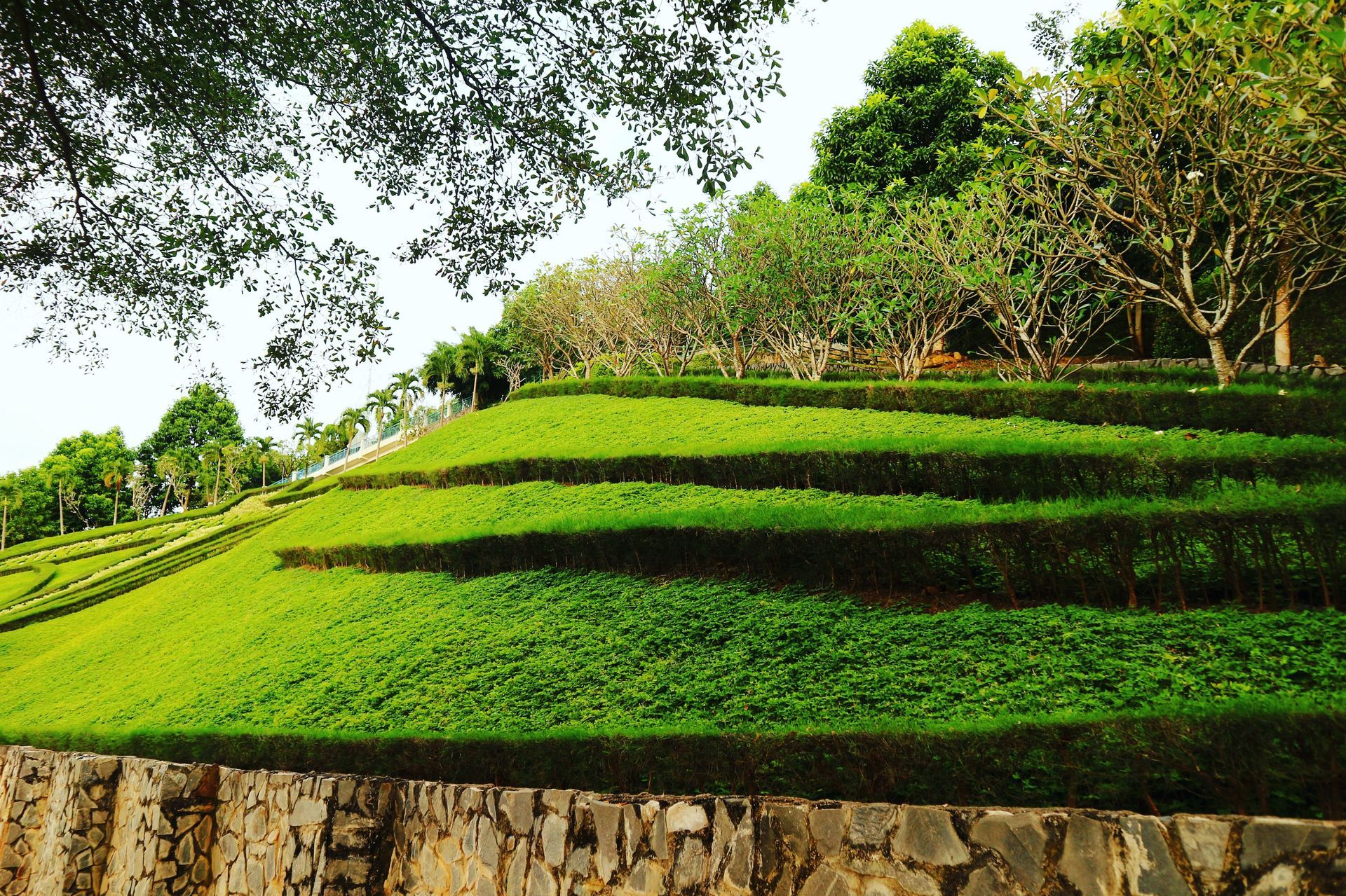 Terraced green hillside with rows of tea plants and trees under bright daylight