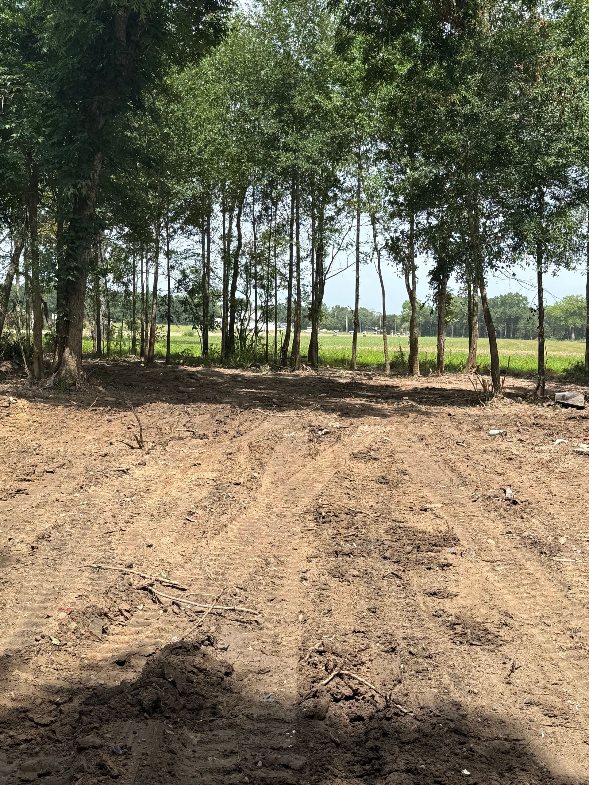 Dirt foreground with trees in background. Bright sunlight, green leaves.