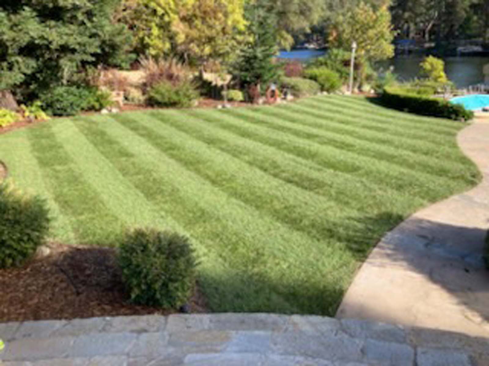 A lush green lawn with prominent, neatly mowed stripes, situated in a sunny backyard with trees, landscaping, and a pool.