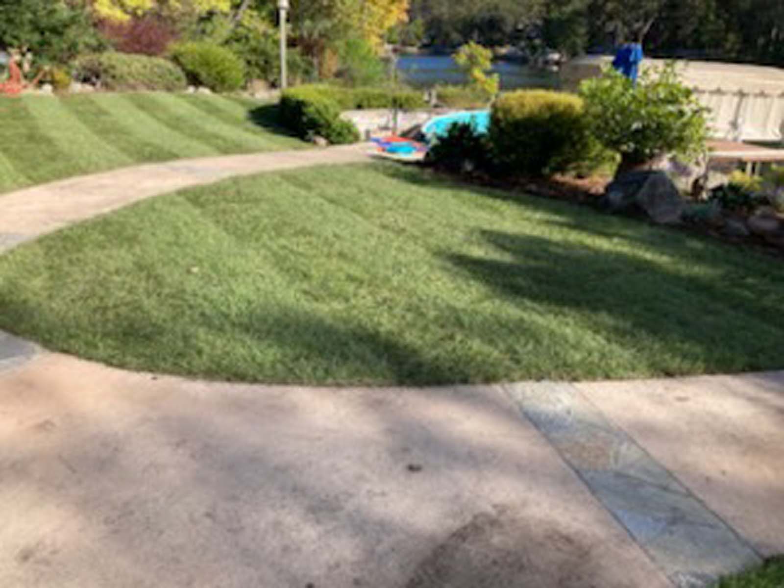 A neatly mowed lawn with distinct grass stripes, bordered by a concrete walkway in a sunny, landscaped backyard setting.