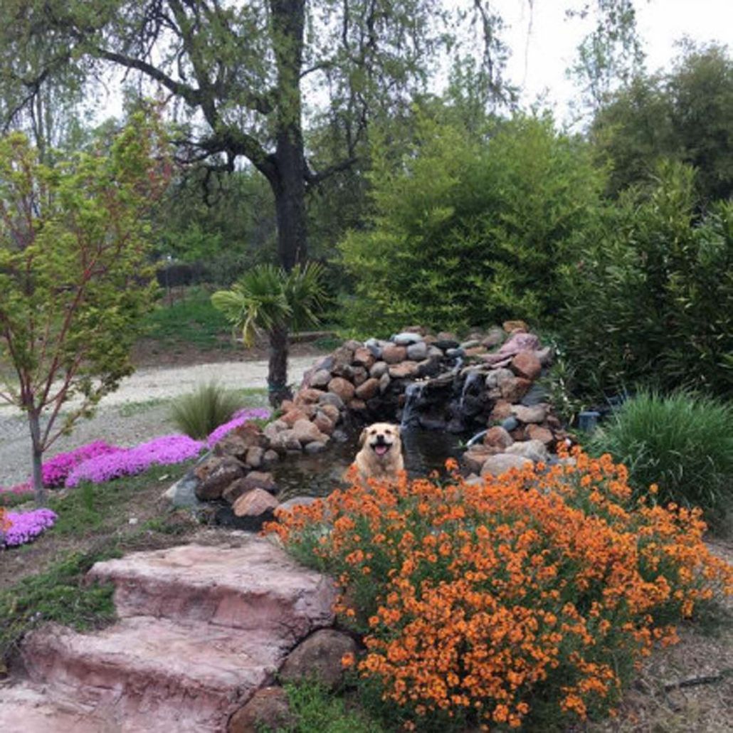 Garden with stone waterfall, orange flowers, and a small dog peeking out among rocks