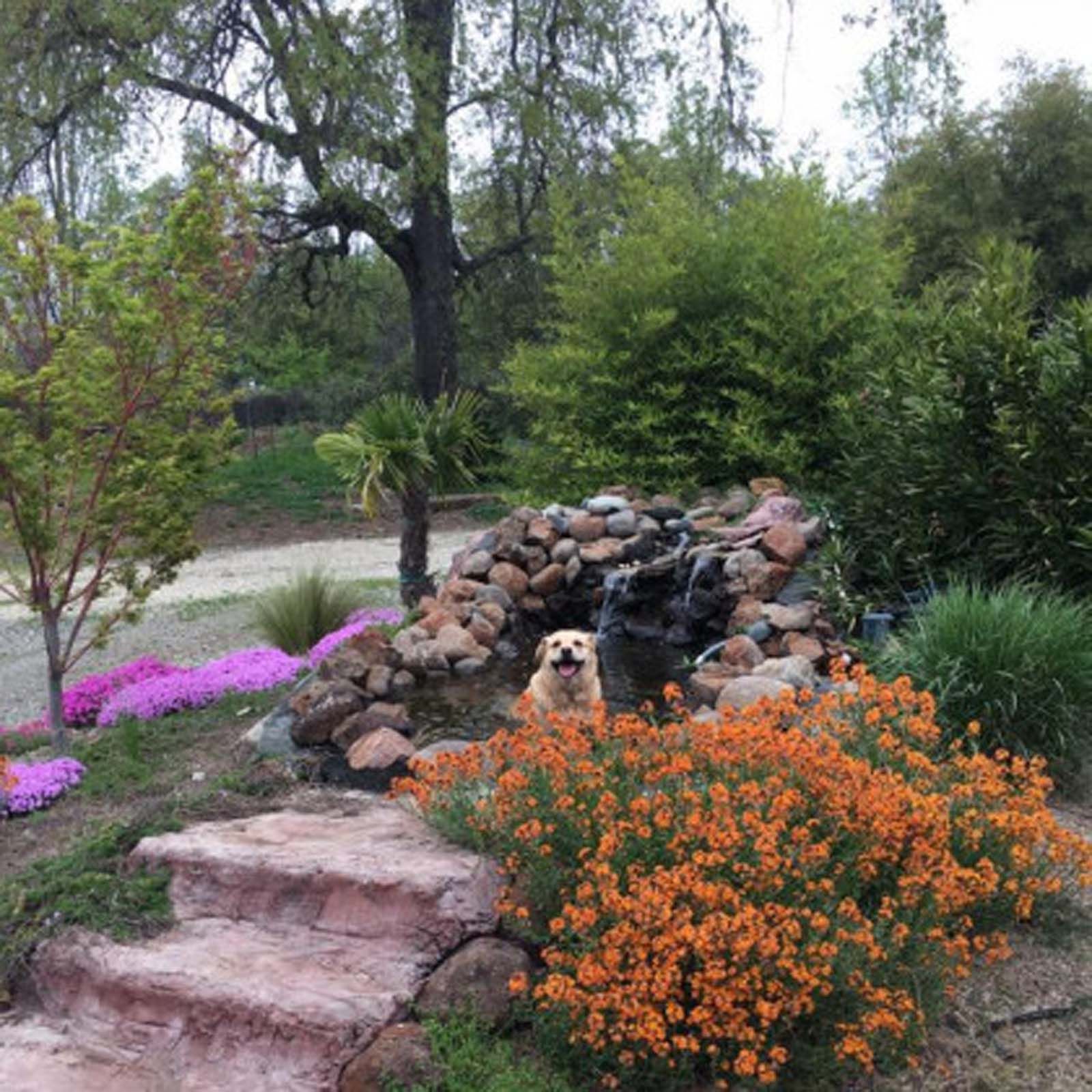 A yellow Labrador sits in a stone garden water feature surrounded by orange flowers, pink ground cover, and a tree.