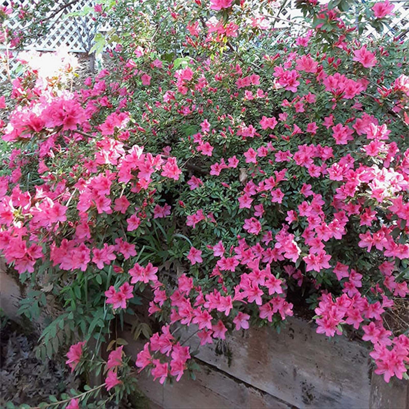 A vibrant, dense azalea bush covered in numerous small, bright pink flowers, situated behind a weathered wooden wall.