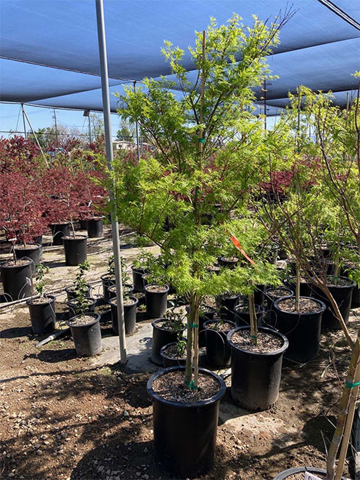 A nursery row of potted trees, featuring a prominent, bright green Japanese maple in the foreground.