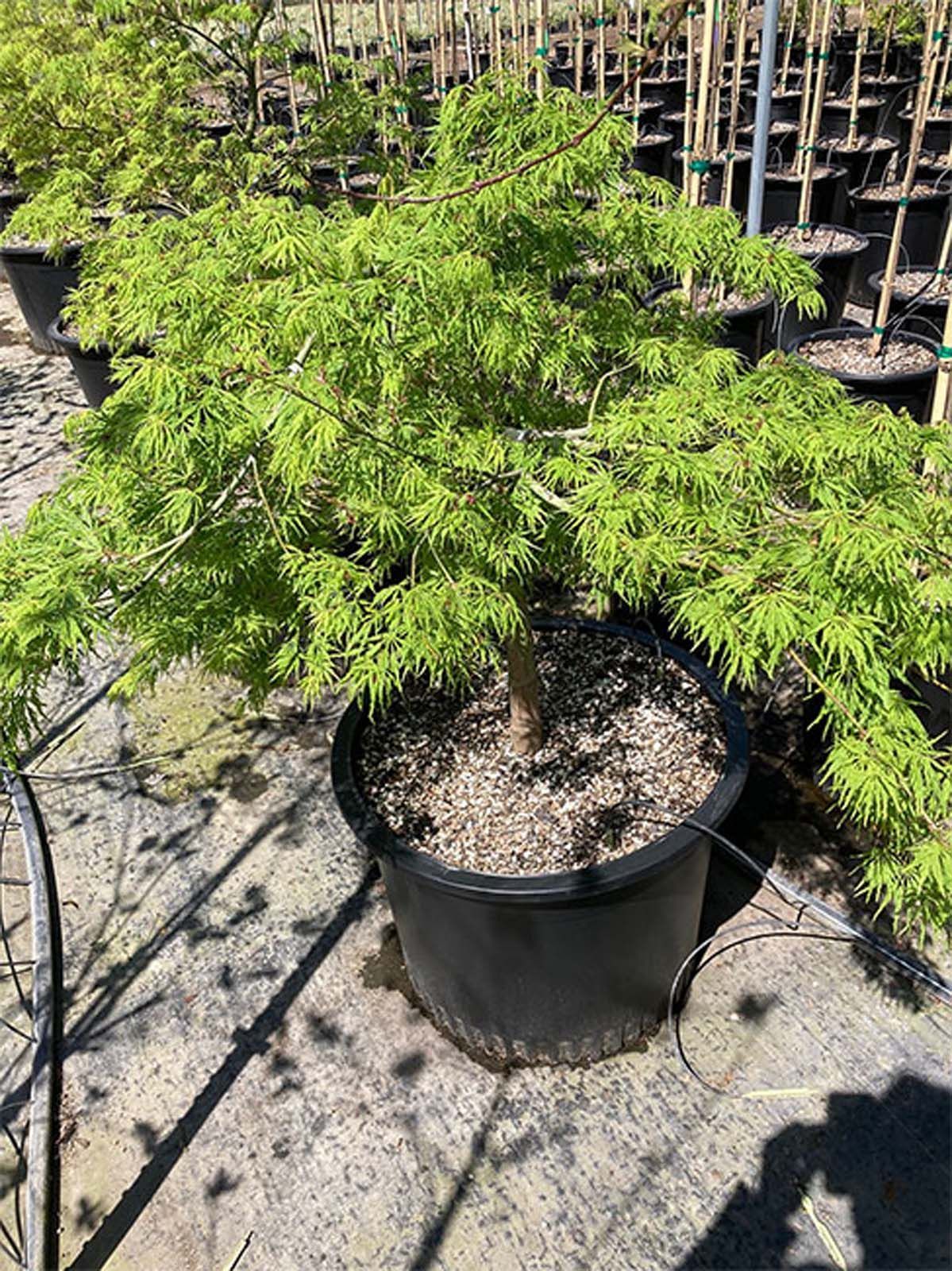 A young Japanese maple tree with vibrant, lacy green leaves planted in a large black nursery pot.