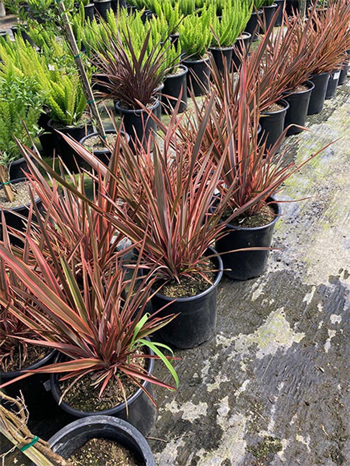 Rows of potted Cordyline plants with spiky, bronze-red foliage in a nursery setting on a paved ground.