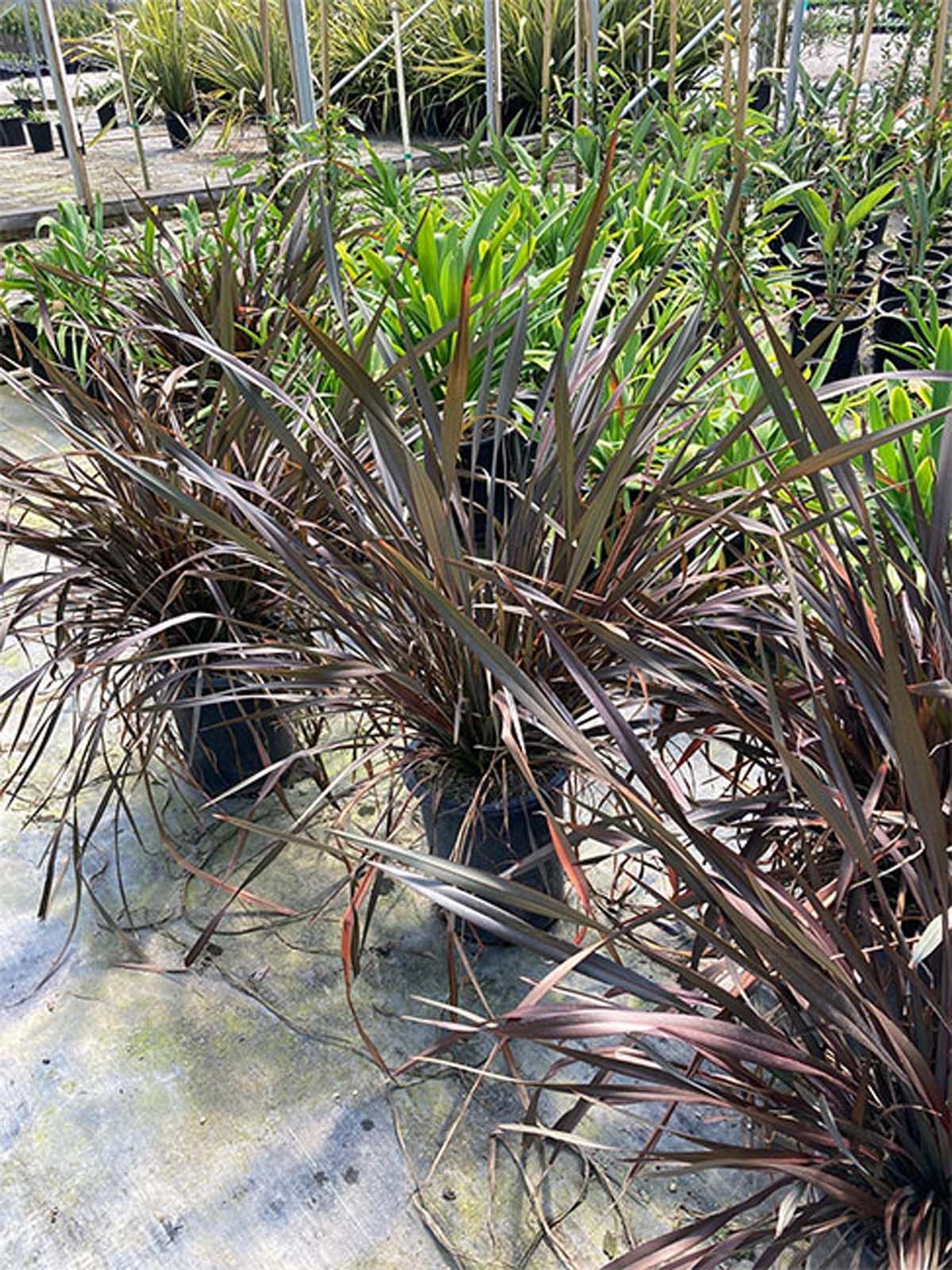 Rows of potted dark purple-leaved Phormium plants (New Zealand flax) arranged in a greenhouse nursery.