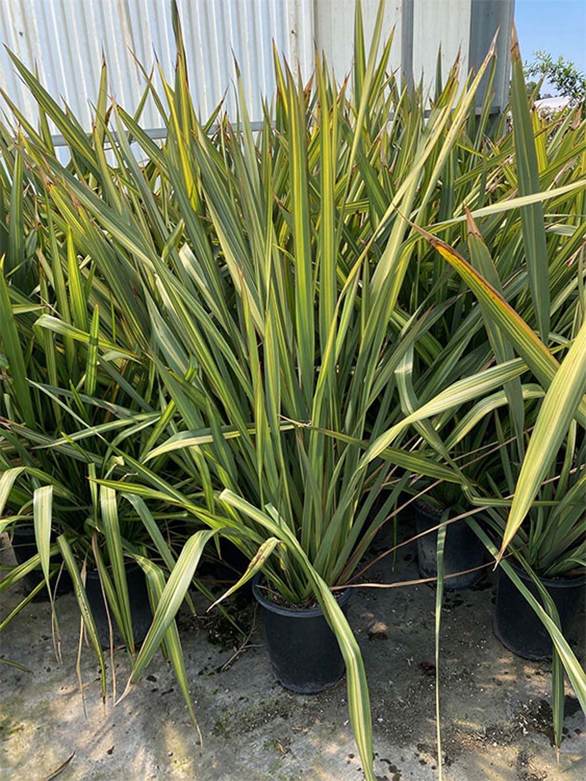 Several potted New Zealand flax plants with long, spiky green and yellow-variegated leaves arranged in a nursery.