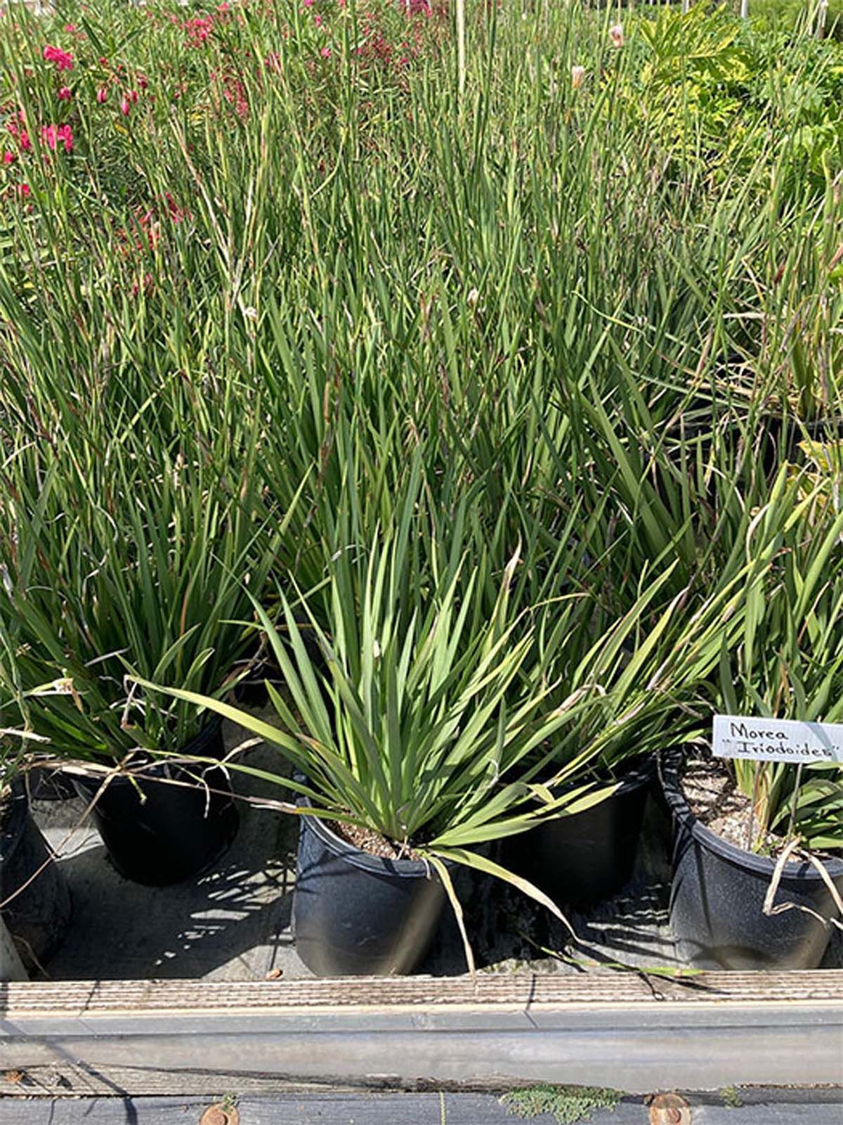 Potted plants with long, thin, green, pointed leaves displayed in rows at a garden center.