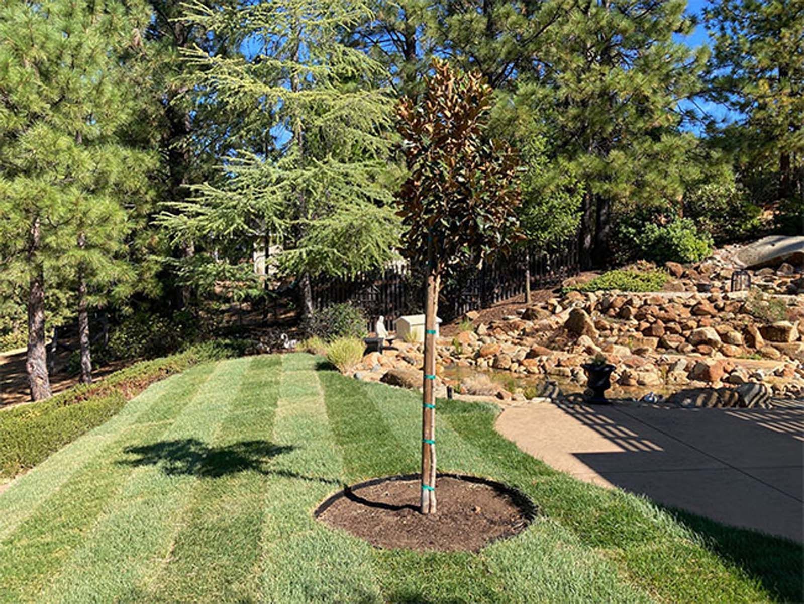 A freshly sodded green lawn with striped mowing patterns, a young central tree with dark leaves, and a stone hillside.