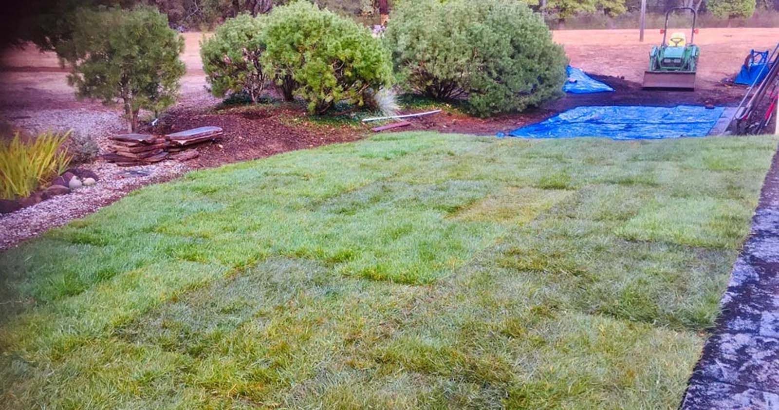 Freshly laid sod squares forming a new lawn in a backyard, with garden bushes and blue tarps in the background.