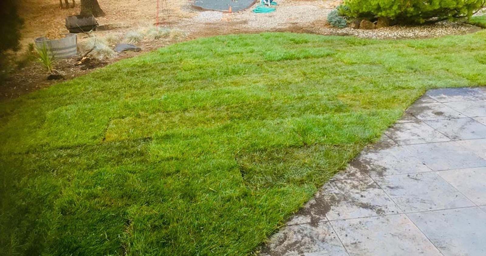 Newly laid sod grass transitioning to a stone patio in a backyard setting.