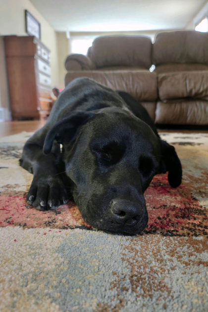 A black dog is laying on a rug in a living room.