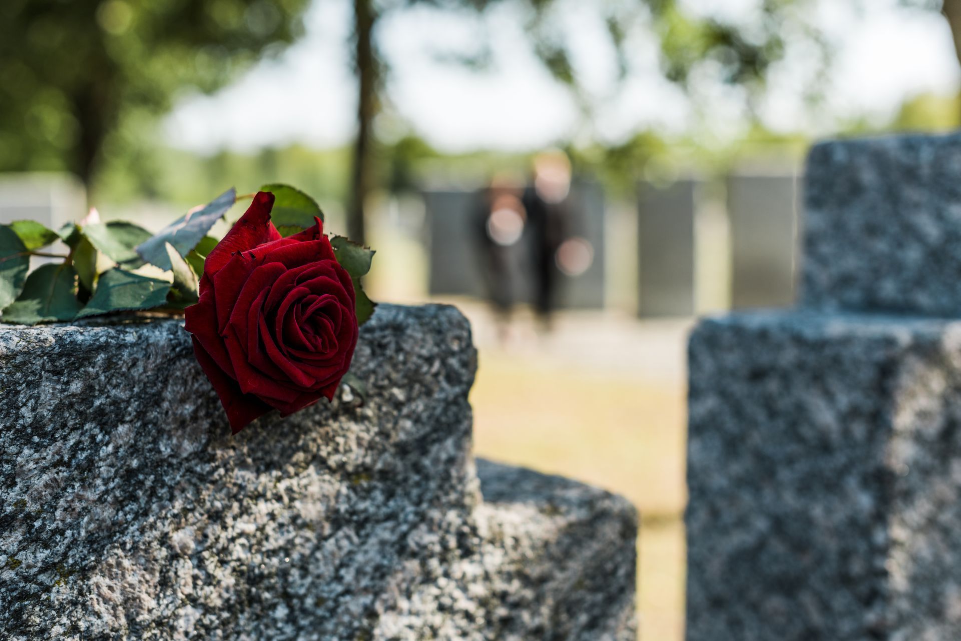 Red rose resting on a gravestone in a peaceful cemetery setting. Red rose resting on a gravestone in a peaceful cemetery setting.