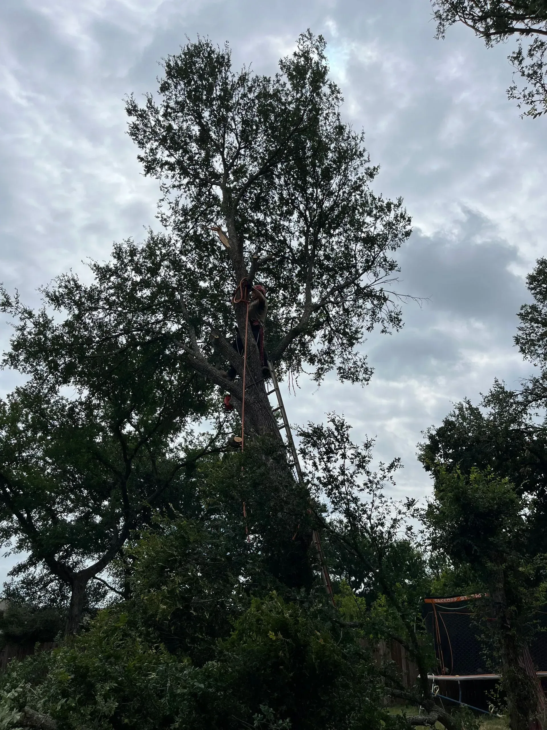 Tall tree rising above dense green foliage under a cloudy sky